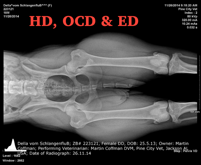 Orthopedic Evaluation Fee (HD, OCD & ED)